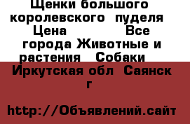 Щенки большого (королевского) пуделя › Цена ­ 25 000 - Все города Животные и растения » Собаки   . Иркутская обл.,Саянск г.